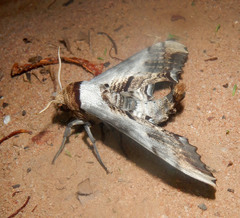 Imber tropicus