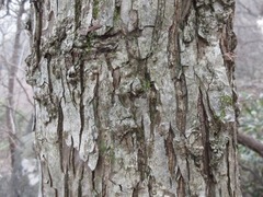 Pyrus ussuriensis