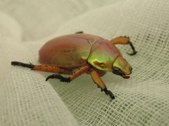 Anoplognathus viriditarsis