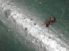 Myrmarachne formosana