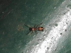 Myrmarachne formosana