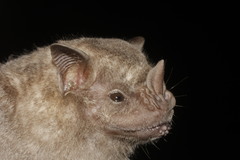 Artibeus jamaicensis yucatanicus