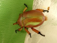 Anoplognathus viriditarsis