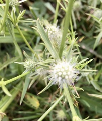 Eryngium echinatum