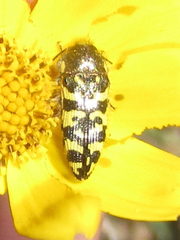 Acmaeodera decipiens