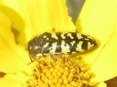 Acmaeodera decipiens