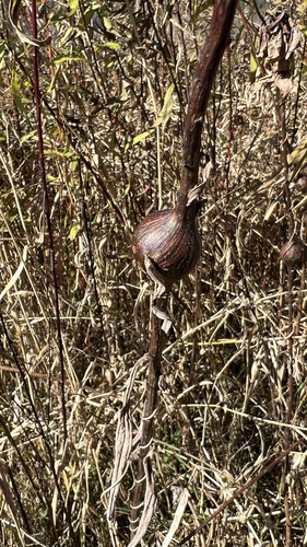 Unknown species found near Pisgah National Forest, Sugar Grove, NC, US