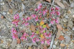 Chorizanthe fimbriata