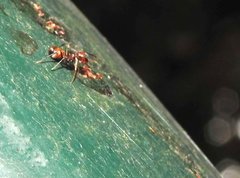 Myrmarachne formosana
