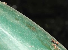 Myrmarachne formosana