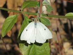 Ganyra