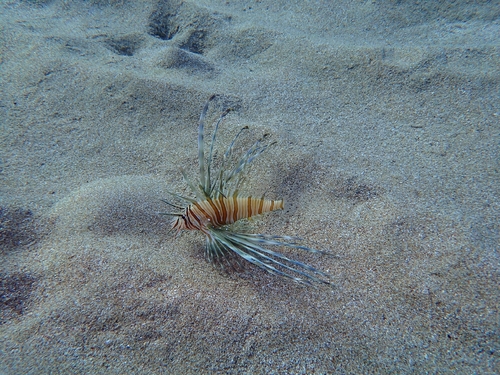 Pterois miles