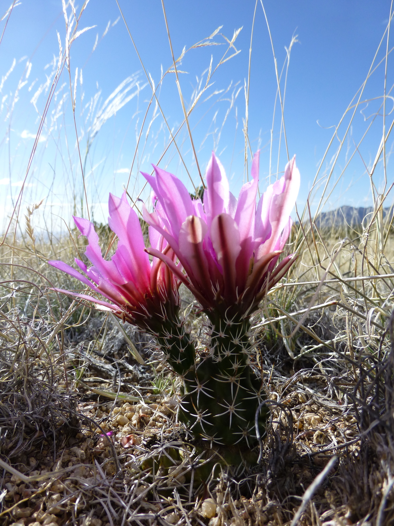 Pinkflower Hedgehog Cactus (Echinocereus fendleri)  iNaturalist