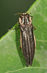 Agrilus ferrisi