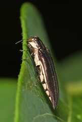 Agrilus ferrisi