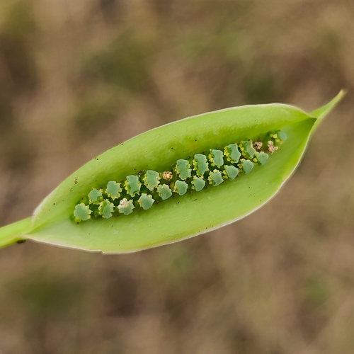 Spathicarpa hastifolia, photograph 1