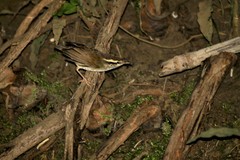 Urosphena squameiceps