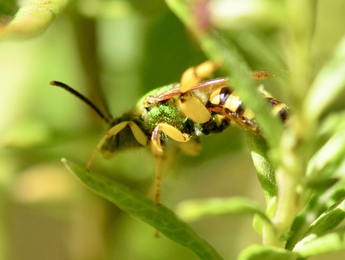 Brown-winged Striped Sweat Bee (Agapostemon splendens), a species recorded in Florida