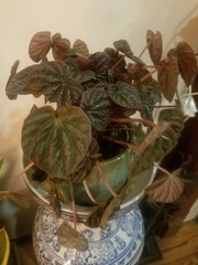 Peperomia caperata