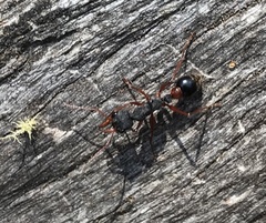 Myrmecia esuriens