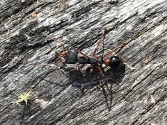 Myrmecia esuriens