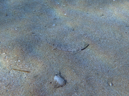 Callionymus filamentosus observed 2025-11-05