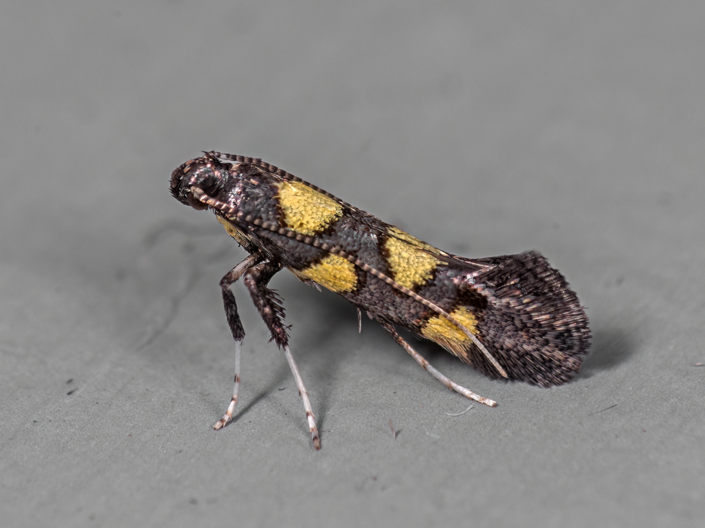 Calybites quadrisignella