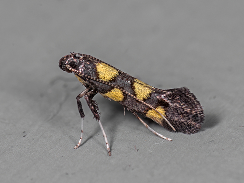 Calybites quadrisignella