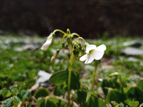 alpine woodsorrel (Oxalis alpina)
