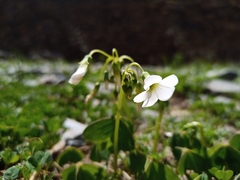 Oxalis alpina