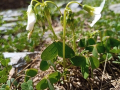 Oxalis alpina, photograph (c) Michal Honskus, some rights reserved (CC BY)