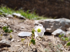 Oxalis alpina, photograph (c) Michal Honskus, some rights reserved (CC BY)