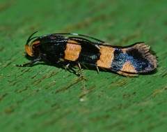 Limnaecia polycydista
