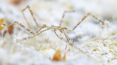 Endeis mollis