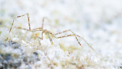 Endeis mollis
