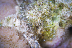 Endeis mollis