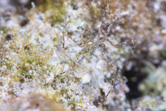 Endeis mollis