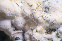 Endeis mollis