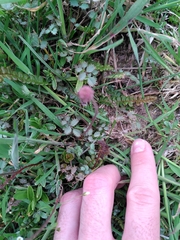 Acaena anserinifolia