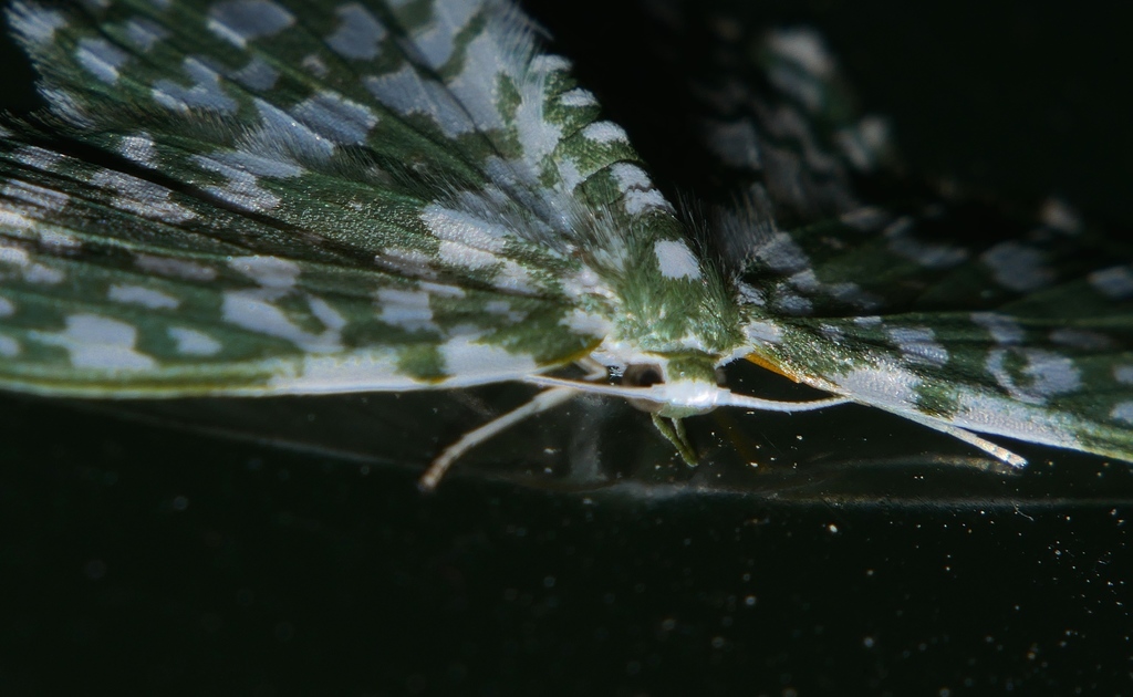 Berta leucospilota