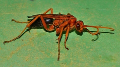 Cryptocheilus australis