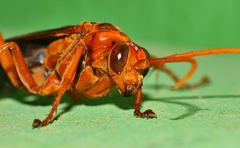 Cryptocheilus australis