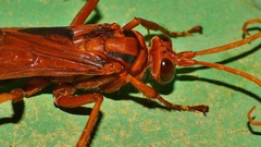 Cryptocheilus australis