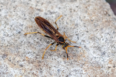 Polistes comanchus navajoe