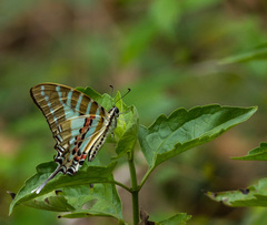 Graphium nomius