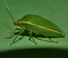 Glaucias