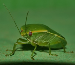 Glaucias