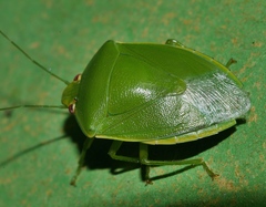 Glaucias