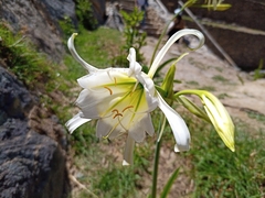 Ismene hawkesii