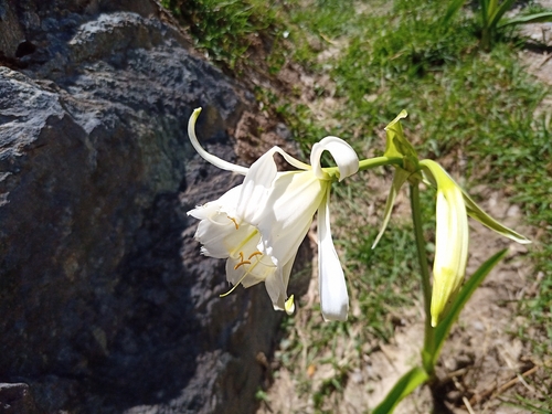 Ismene hawkesii, photograph 2